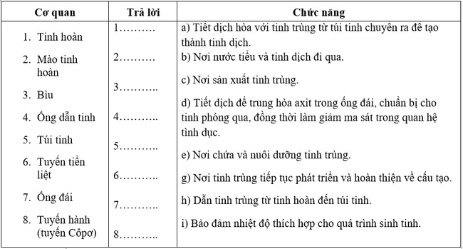 Tìm hiểu về cơ quan sinh dục nam