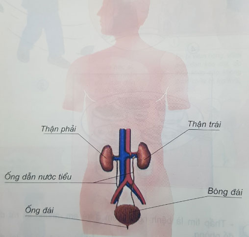 Bài 10 trang 22, a23 sgk TNXH 3