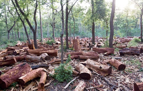 hình ảnh về nạn phá rừng 1