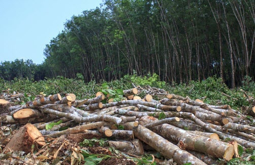 hình ảnh về nạn phá rừng 2