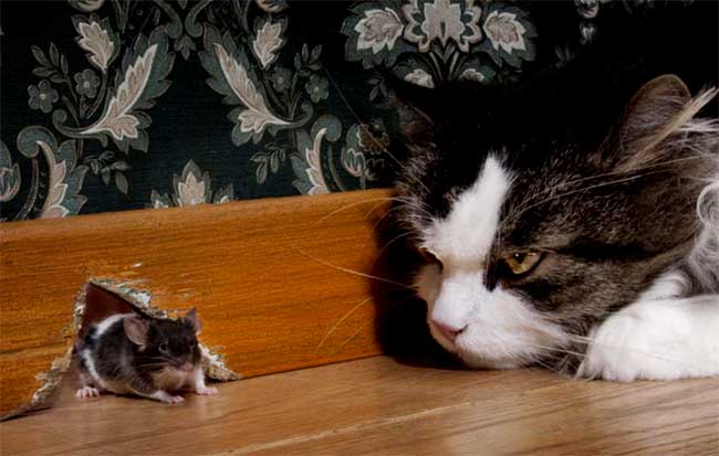 Hình ảnh chú mèo bắt chuột
