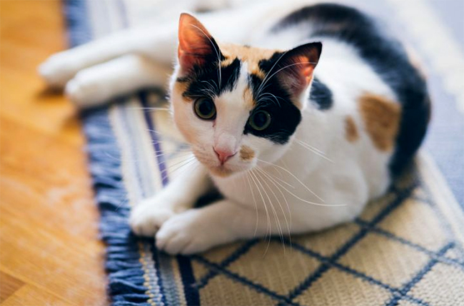 Hình ảnh chú mèo tam thể