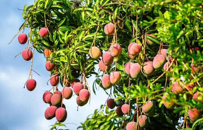 Văn tả cây xoài lớp 4 | Bài văn mẫu tả cây cối lớp 4 hay nhất Văn Tả Cây Xoài Lớp 4 | Bài Văn Mẫu Tả Cây Cối Lớp 4 Hay Nhất