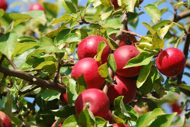 Bài văn tả cây táo | Những bài văn miêu tả cây táo lớp 4 hay | Văn mẫu 4
