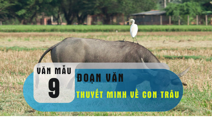 Hướng dẫn viết đoạn văn thuyết minh về con trâu thật dễ dàng