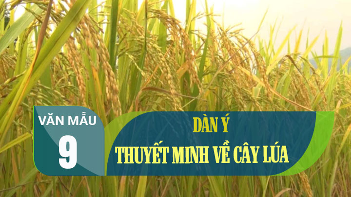Có những loại cây lúa nào phổ biến ở Việt Nam?
