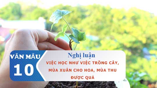 Nghị luận Việc học như việc trồng cây, mùa xuân cho hoa, mùa thu được quả