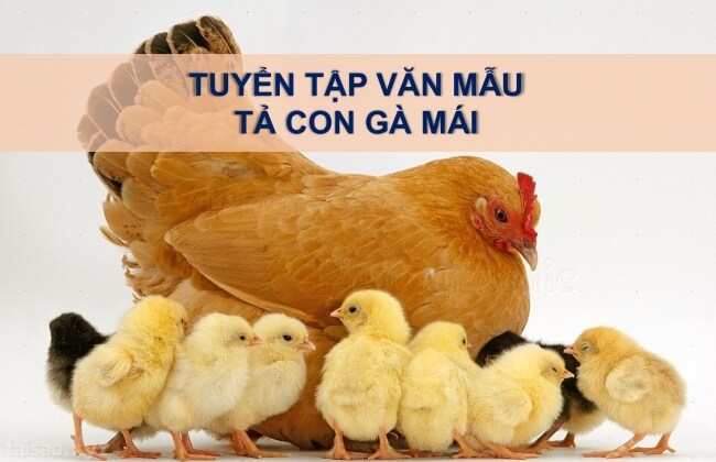 Tả con gà mái nhà em | Văn mẫu tả con gà mái ngắn gọn, hay nhất | Tập làm văn lớp 4