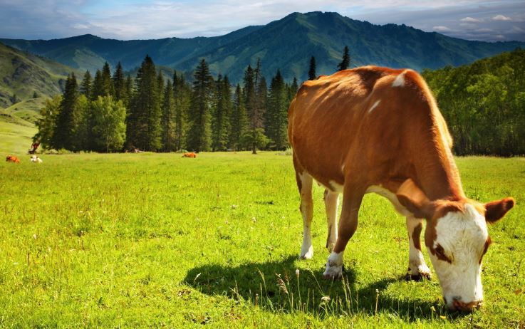 Văn tả con bò đang gặm cỏ hay nhất | Văn mẫu lớp 4