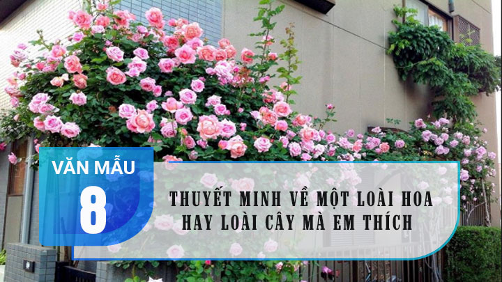 Thuyết minh về một loài hoa hay loài cây mà em yêu thích