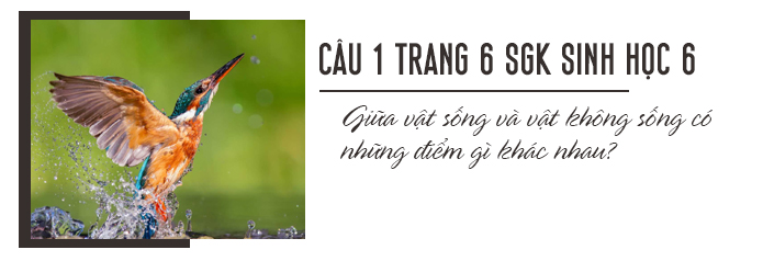 Câu 1 trang 6 SGK Sinh học 6