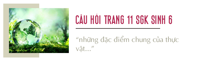 Câu hỏi thảo luận trang 11 SGK Sinh 6