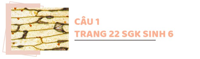 Câu 1 trang 22 SGK Sinh học 6