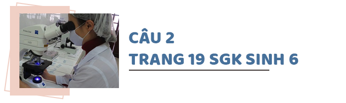 Câu 2 trang 19 SGK Sinh học 6