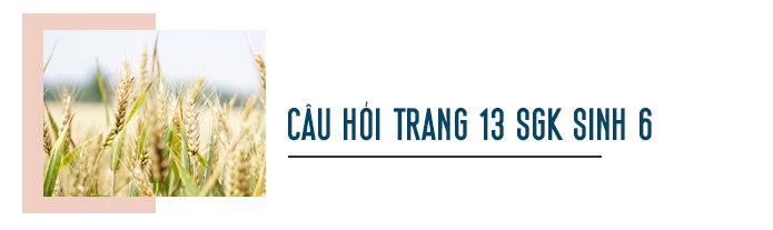 Câu hỏi thảo luận trang 13 SGK Sinh 6