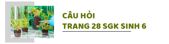 Câu 1 trang 28 SGK Sinh học 6