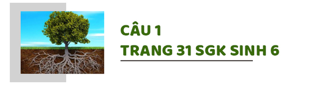 Câu 1 trang 31 SGK Sinh học 6