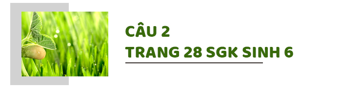 Câu 2 trang 28 SGK Sinh học 6