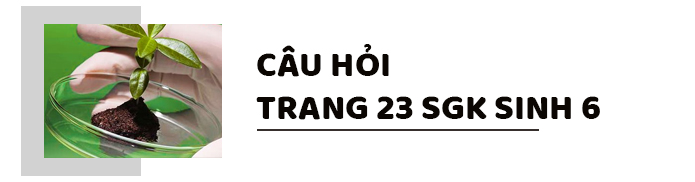 Câu hỏi thảo luận trang 23 SGK Sinh 6