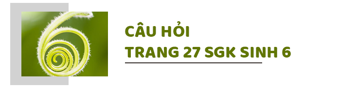 Câu hỏi thảo luận trang 28 SGK Sinh 6