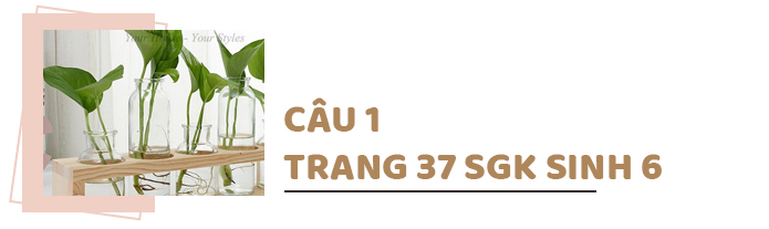 Câu 1 trang 37 SGK Sinh học 6