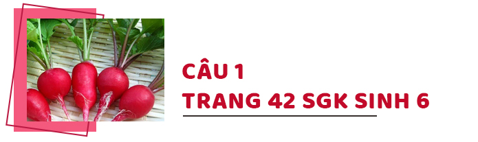 Câu 1 trang 42 SGK Sinh học 6