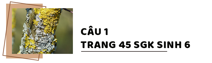 Câu 1 trang 41 SGK Sinh học 6