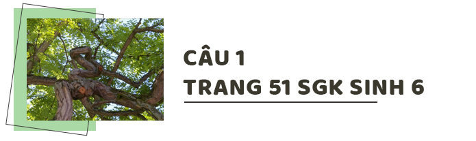 Câu 1 trang 51 SGK Sinh học 6