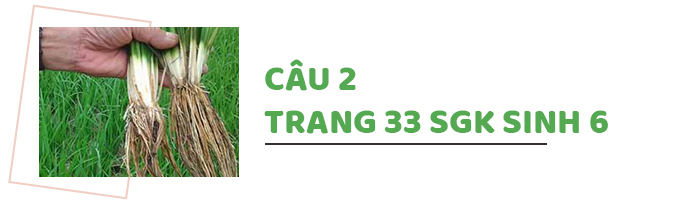 Câu 2 trang 33 SGK Sinh học 6