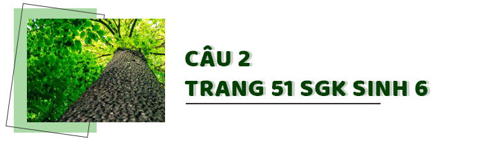 Câu 2 trang 51 SGK Sinh học 6