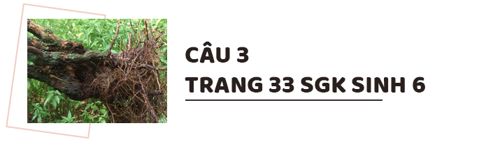 Câu 3 trang 33 SGK Sinh học 6