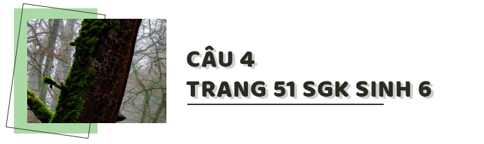 Câu 4 trang 51 SGK Sinh học 6