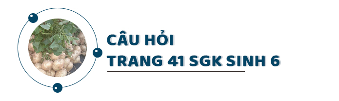 Câu hỏi thảo luận trang 41 SGK Sinh 6