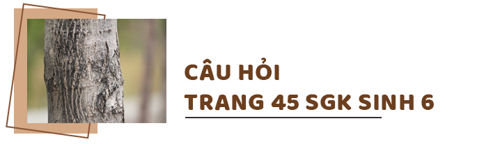 Câu hỏi thảo luận trang 45 SGK Sinh 6