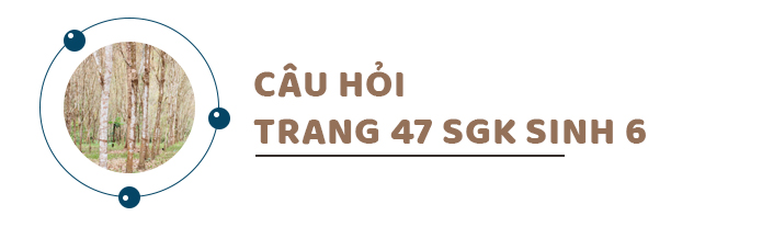 Câu hỏi thảo luận trang 47 SGK Sinh 6