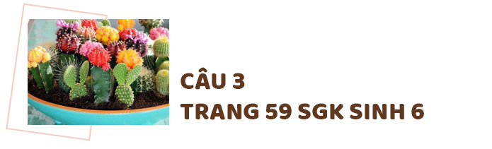 Hướng dẫn trả lời câu 3 trang 59 SGK Sinh 6