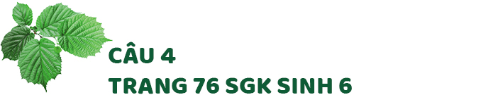 Câu 4 trang 76 SGK Sinh học 6