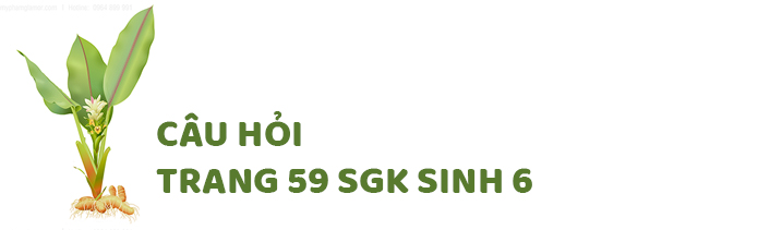 Câu hỏi thảo luận trang 60 SGK Sinh 6