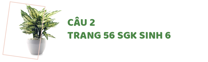 Câu 2 trang 56 SGK Sinh học 6