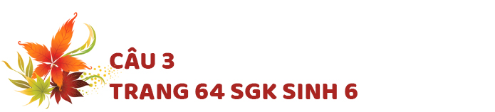 Câu 3 trang 64 SGK Sinh học 6