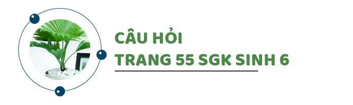 Câu hỏi thảo luận trang 55 SGK Sinh 6