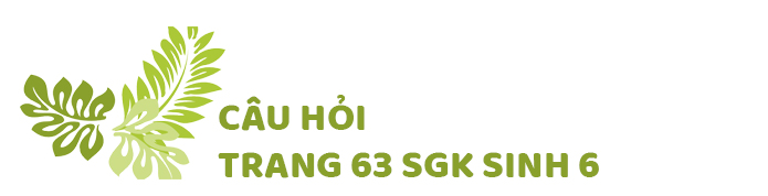 Câu hỏi thảo luận trang 63 SGK Sinh 6