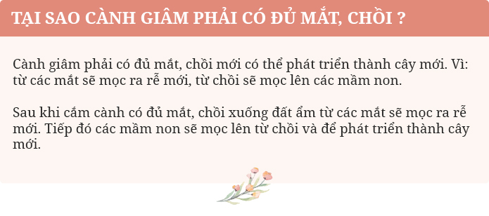 Câu 1 trang 91 SGK Sinh 6