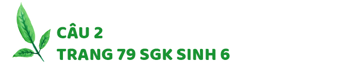 Câu 2 trang 79 SGK Sinh học 6