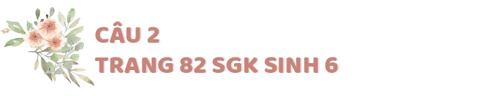 Câu 2 trang 82 SGK Sinh học 6