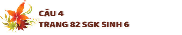 Câu 4 trang 82 SGK Sinh học 6