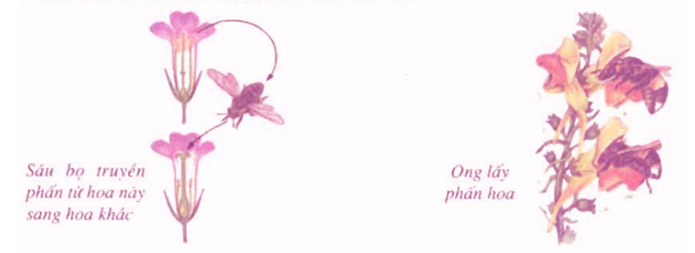 Câu hỏi thảo luận trang 100 SGK Sinh 6