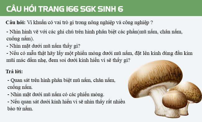 Câu hỏi thảo luận trang 166 SGK Sinh 6