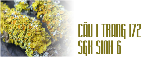 Câu 1 trang 172 SGK Sinh học 6