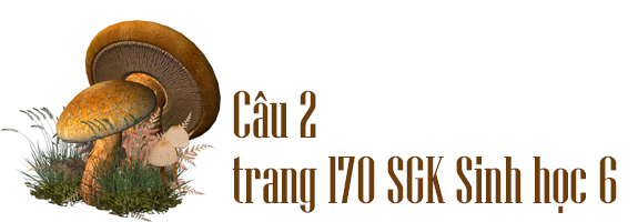 Câu 2 trang 170 SGK Sinh học 6